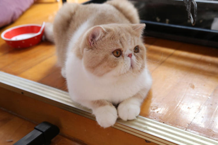 这5种猫堪称白眼狼养了也白养,新手最容易养的5种猫