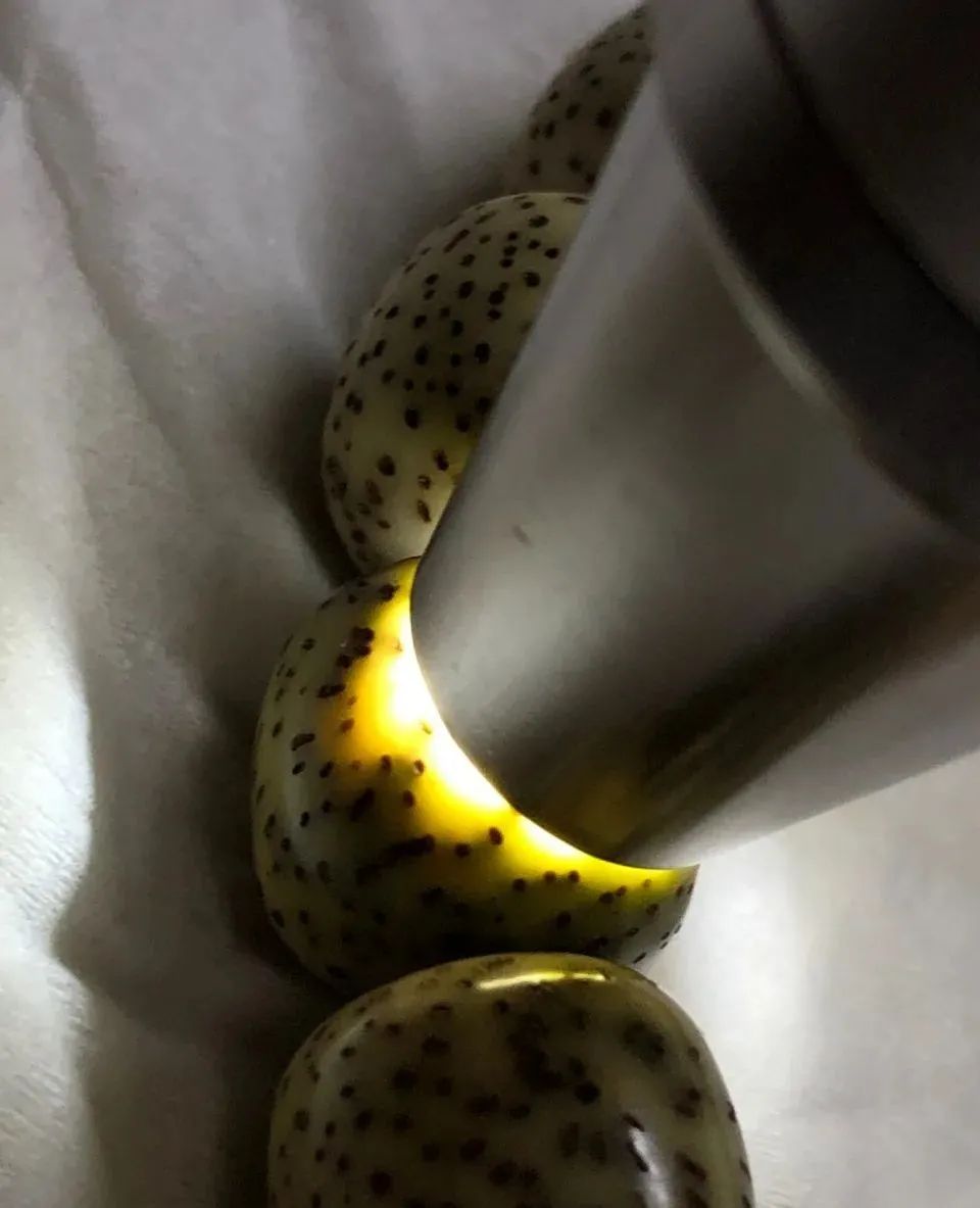 什么方法能让星月菩提开片玉化,星月菩提开片玉化症状