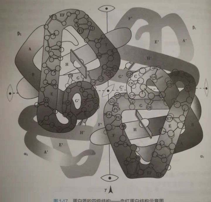 健身增肌的原理是什么,健身增肌原理动作讲解