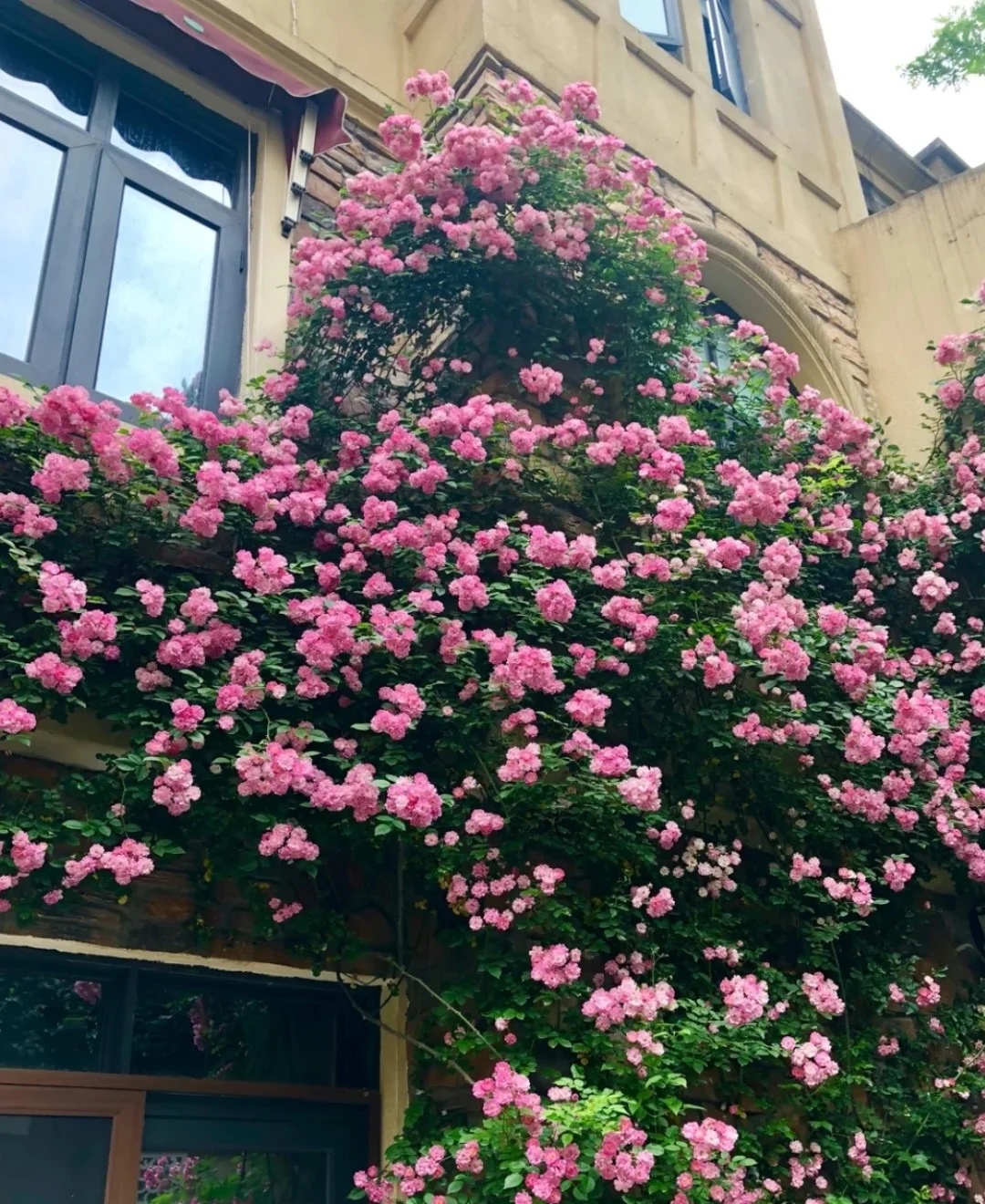 5多头藤本月季,50种漂亮月季