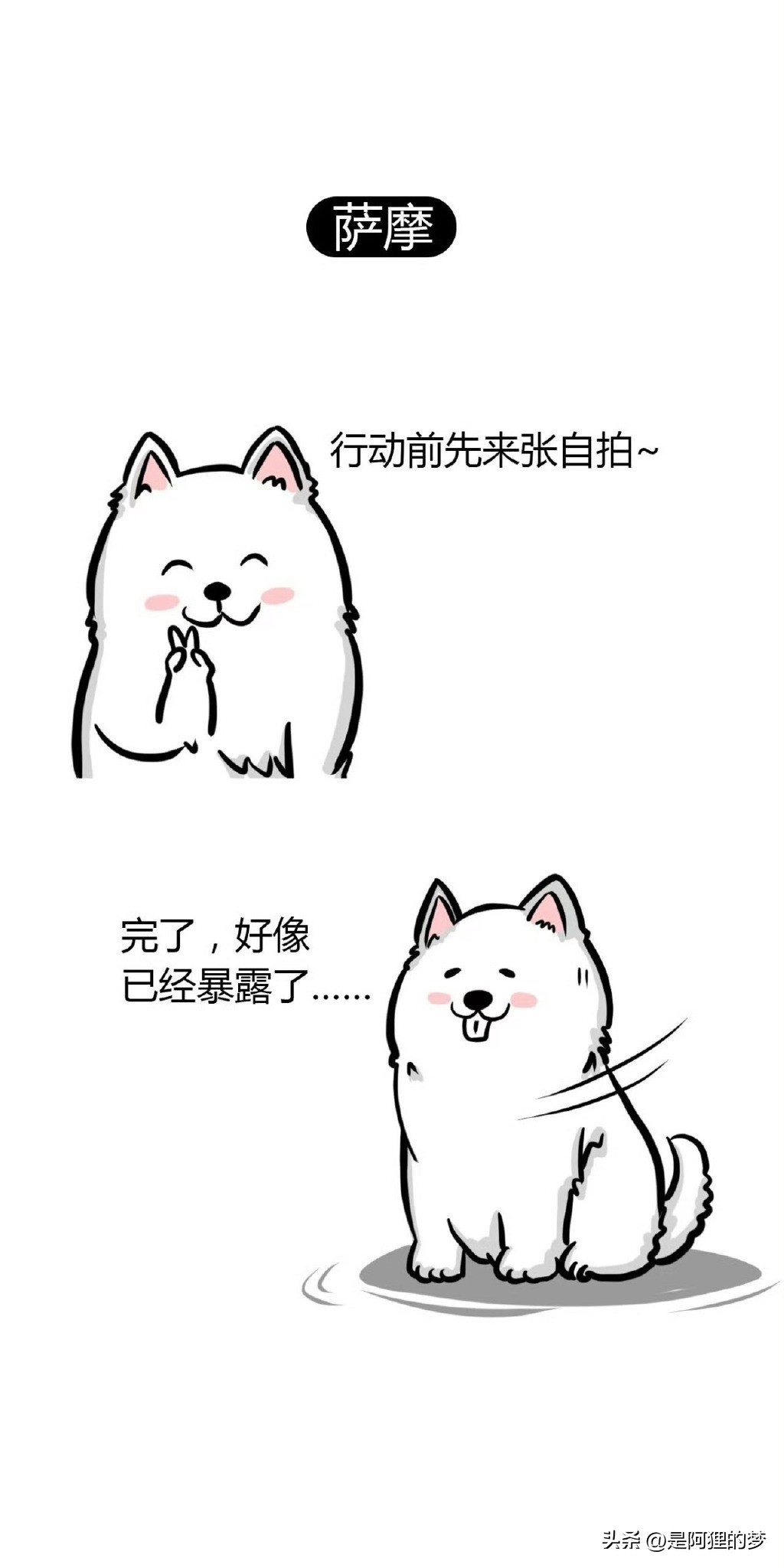 土狗这么聪明为什么不能当警犬,狗狗界最聪明的狗