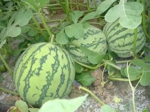 西瓜打针是真的吗,西瓜打针变甜是真的吗