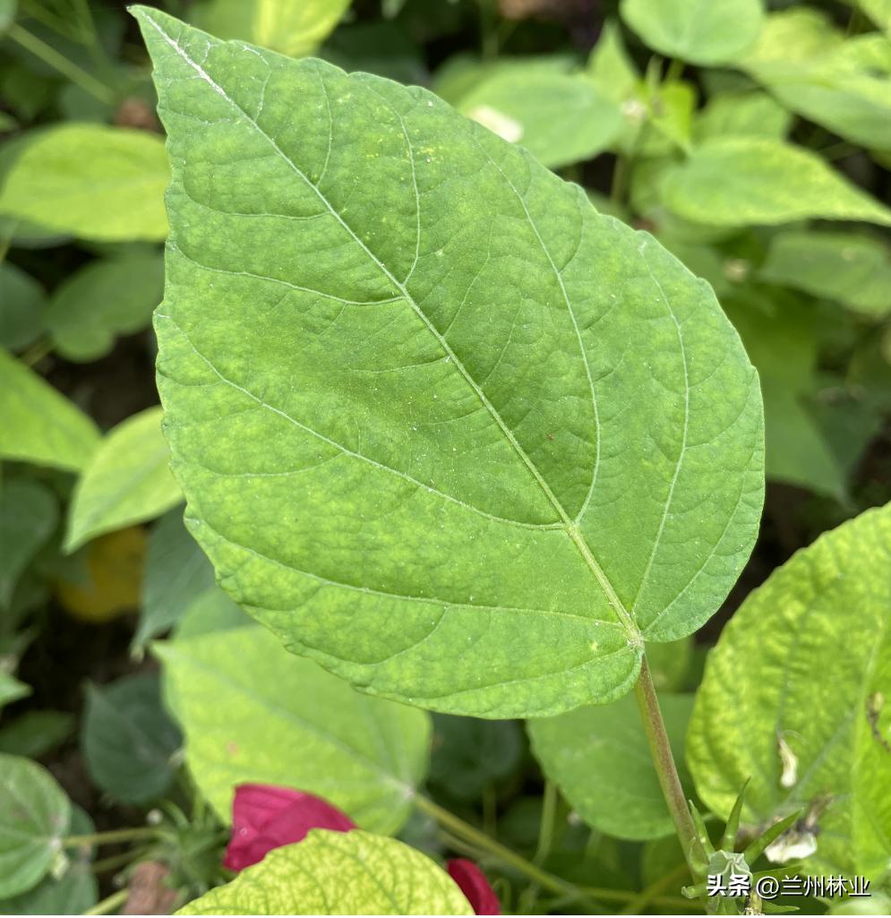 閲戝煄鑺辫,鍏板窞閲戝煄鑺辫