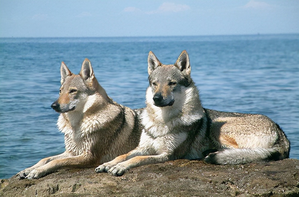 世界最贵的十大犬种,世界上最贵的犬种排行榜