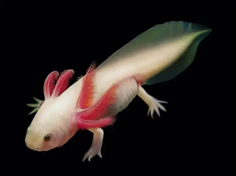 六角恐龙断腿可以再生吗,六角恐龙可再生能力