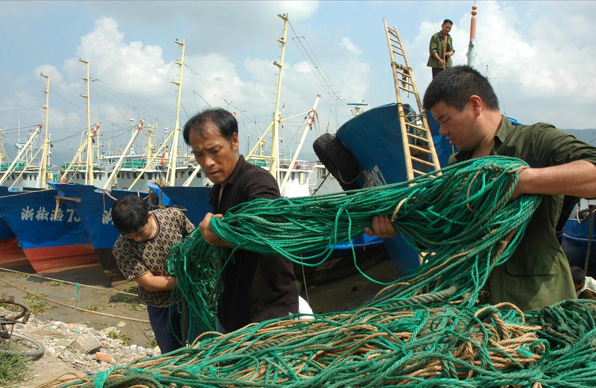 每年放流大黄鱼,现在野生的大黄鱼是以前放流的吗