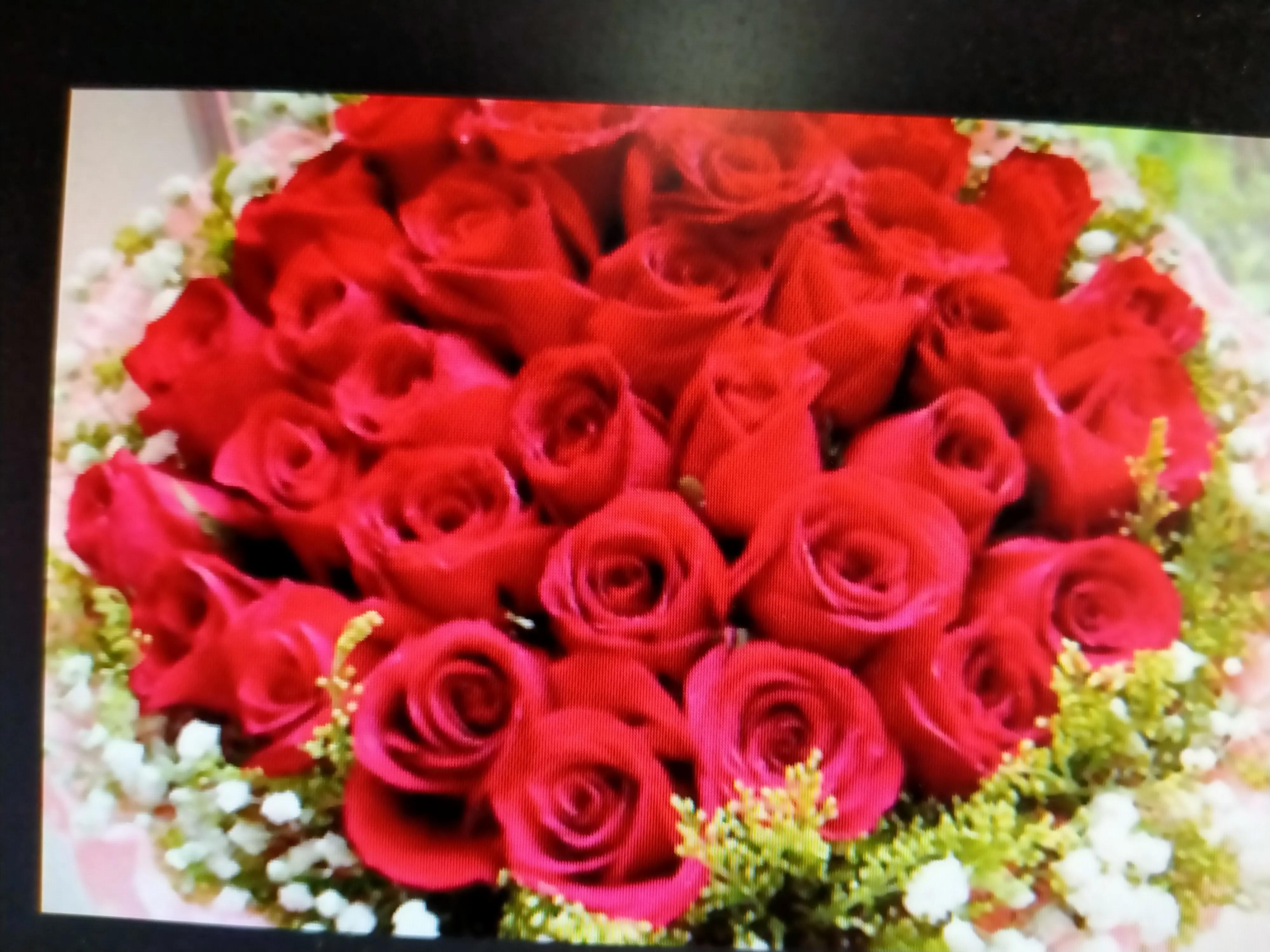 关于红玫瑰的搞笑说说,红玫瑰经典语录短句