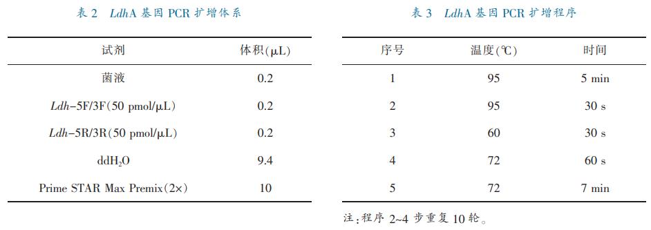 乳酸脱氢酶基因敲除之后,对钝齿棒杆菌菌株构建有什么影响