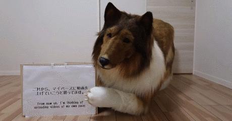 不想再做人,日本男子花了200万让自己变成了狗