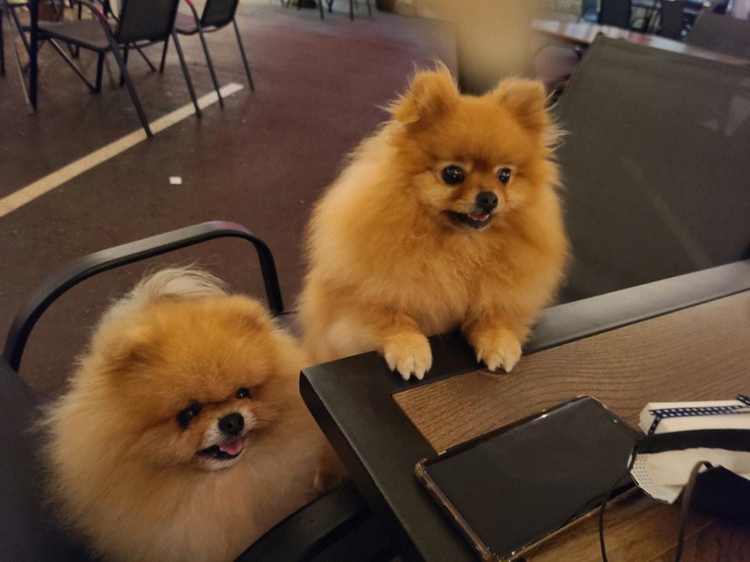 新手适合养的狗便宜可爱,又便宜又可爱的狗