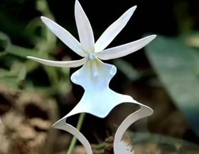 价值比较高的是哪种兰,名兰都是哪些品种