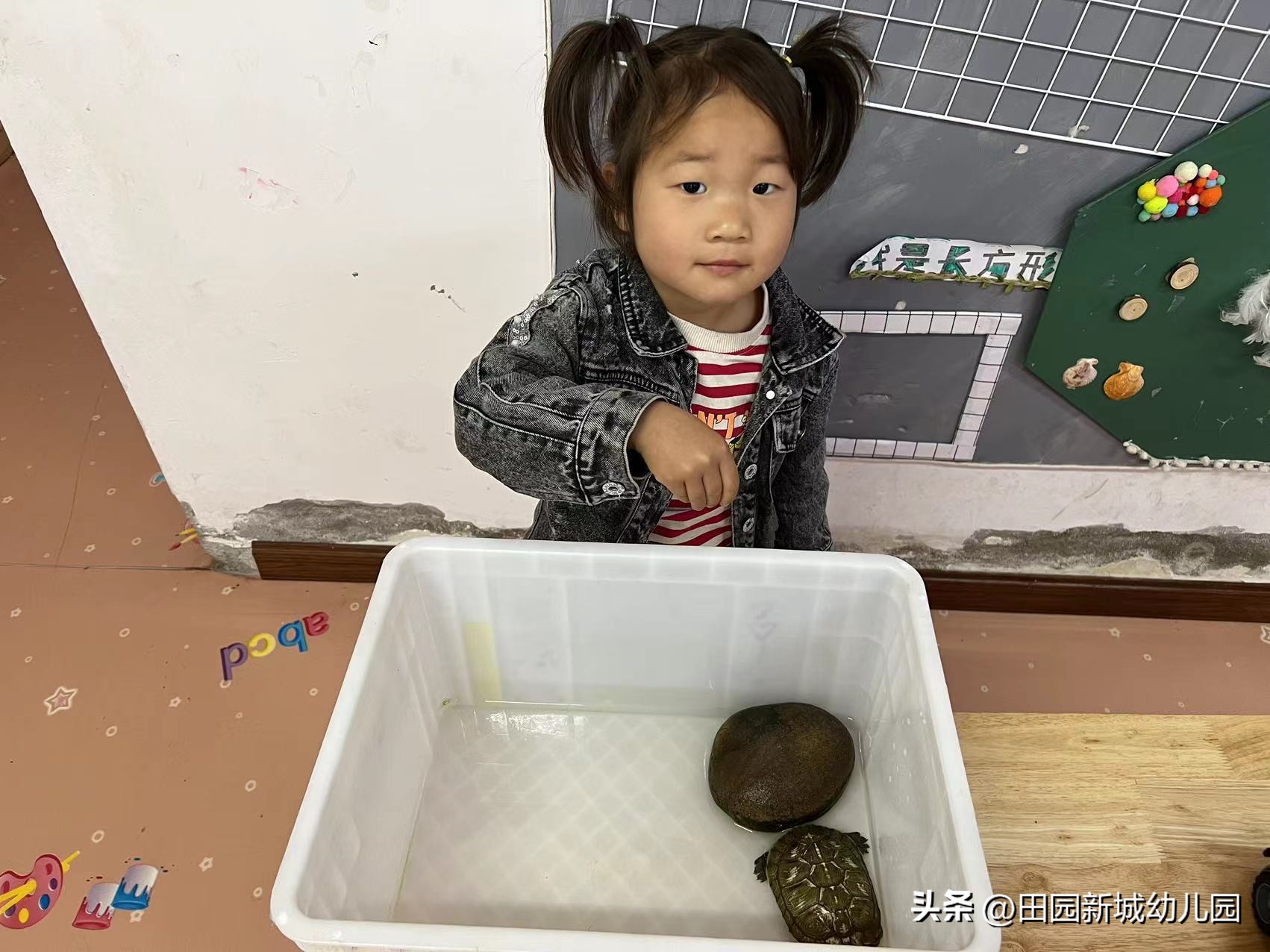 课程故事乌龟大班,嗨小鸭课程故事