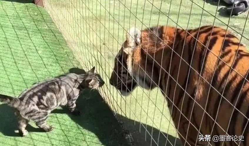 辽宁一虎王失恋，动物管理员得知连忙送一家猫，引发猫虎之战