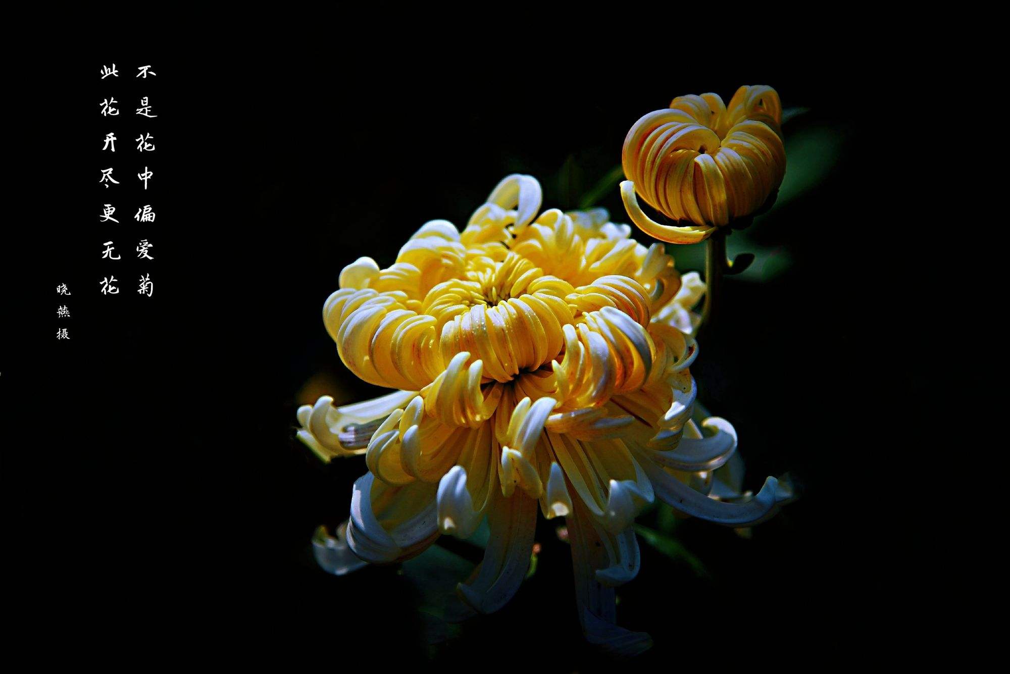 寻味宁德丨幽幽陌上菊花黄——屏南甜*菊黄**