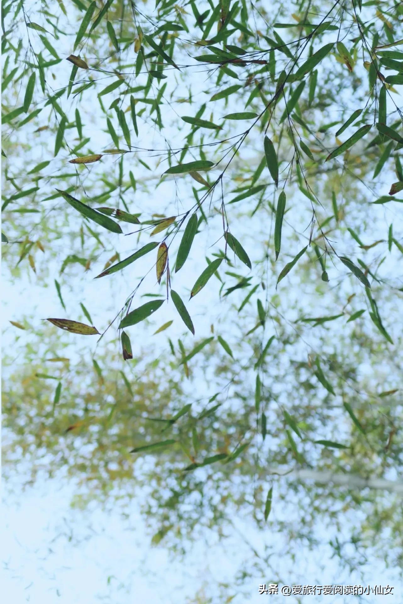 蜀南竹海自然生态景区,蜀南竹海云雾缭绕人间仙境