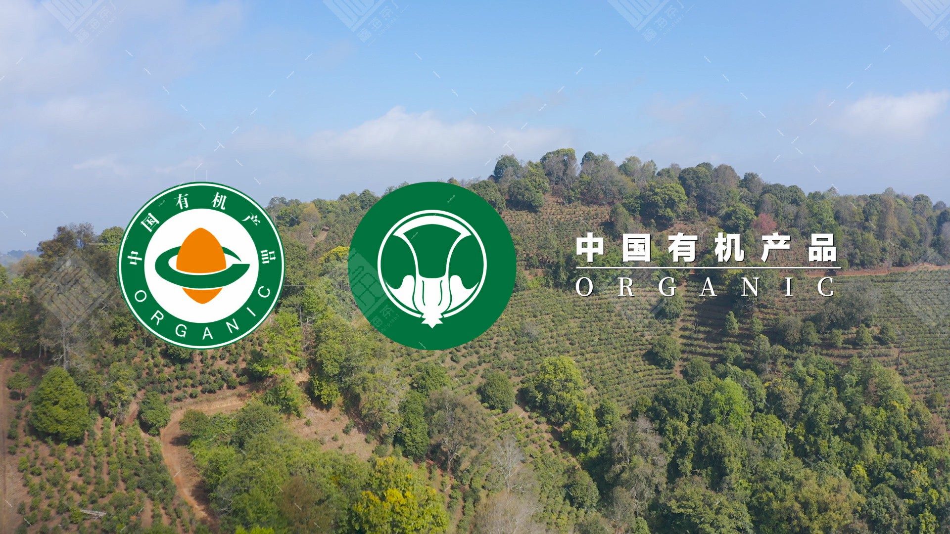 福海班章茶怎么样,2018年福海班章有机茶