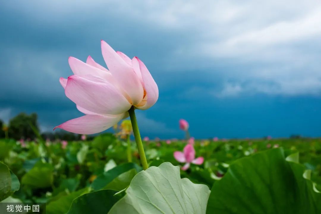 “10大名花”选美,你最支持谁？