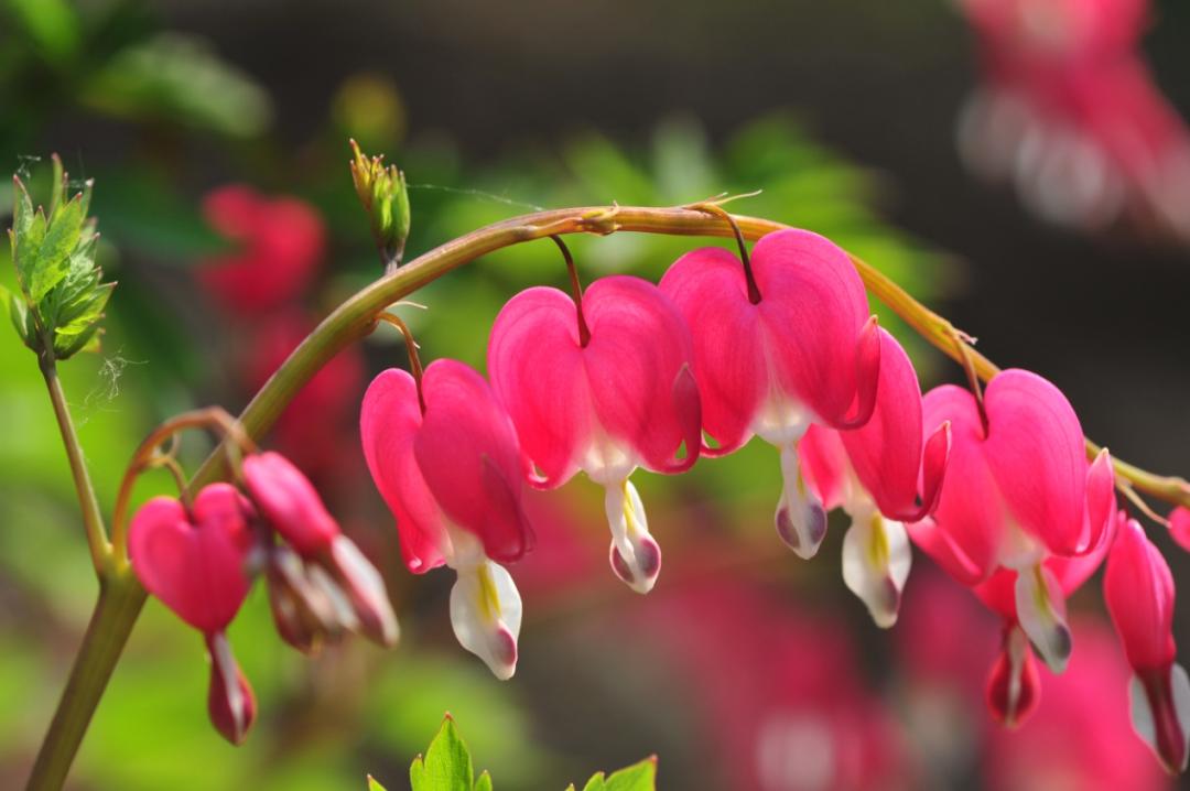 Nice兔meetyou,“属兔”的植物你知道多少?