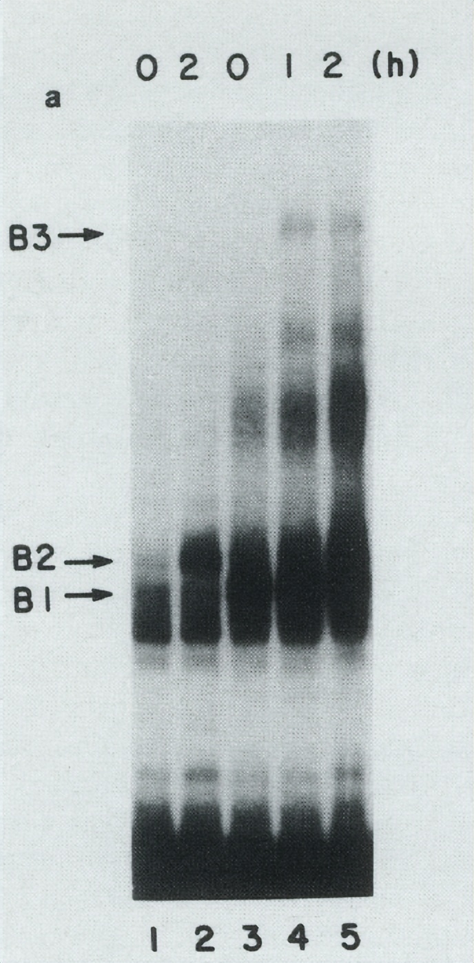 1930年到2023年华裔科学家,华人科学家最新研究成果