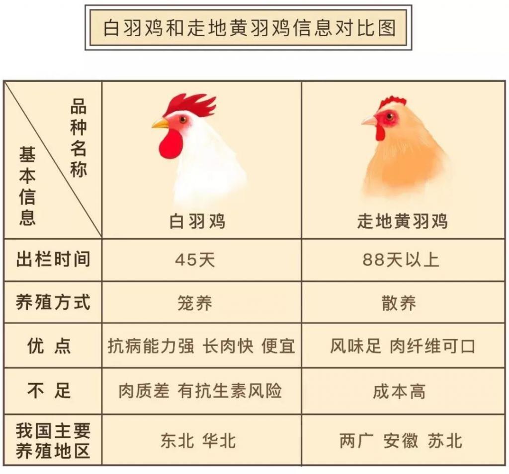 一年吃6亿只鸡,中国一年吃掉近50亿只白羽肉鸡
