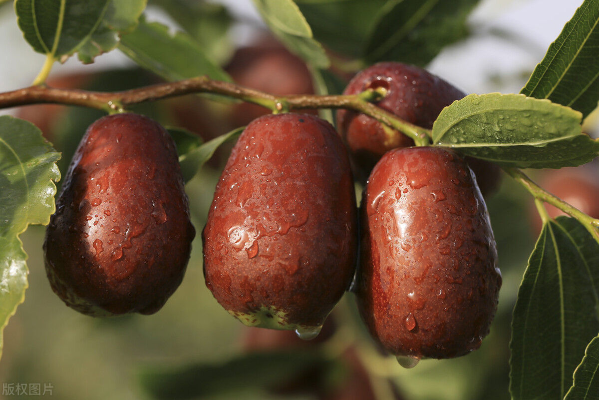 张仲景疏肝解郁泡脚方儿童,补肝血养肝阴疏肝解郁饮食疗法