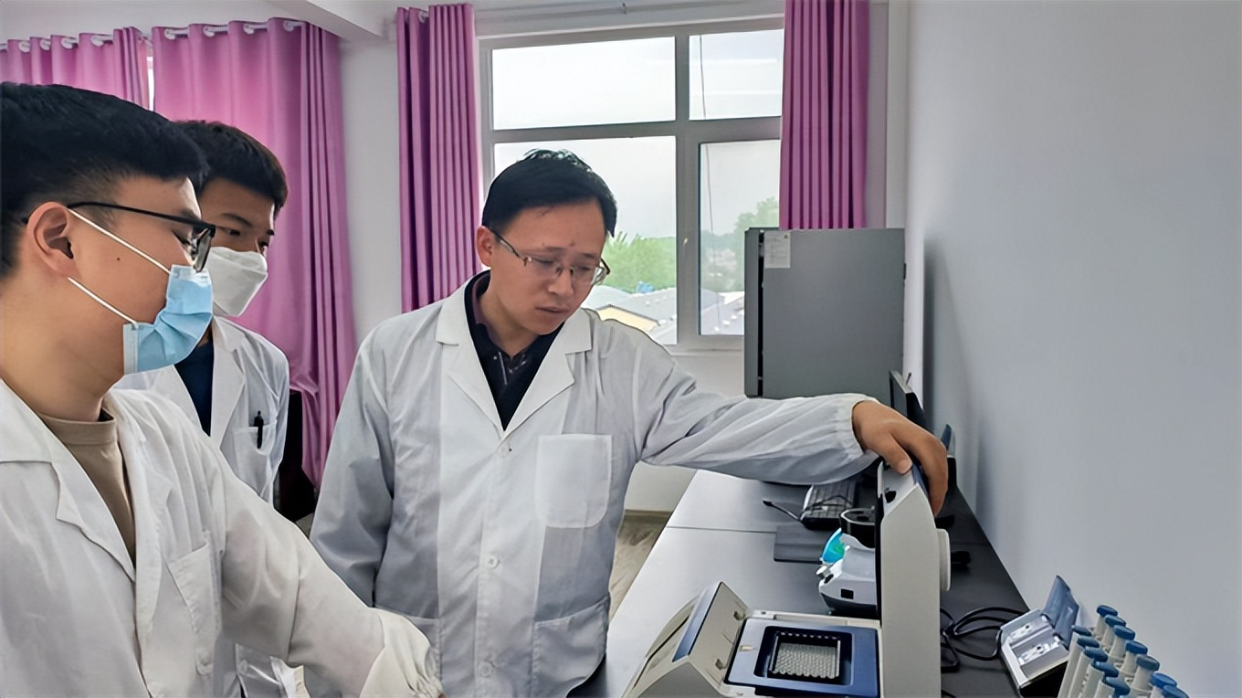 小鸽子大产业,小鸽子孵出乡村大产业