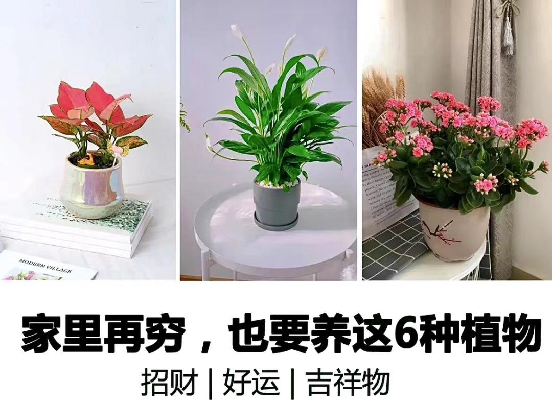 家里养什么花能招财旺宅,家中旺宅最适合养的几种花