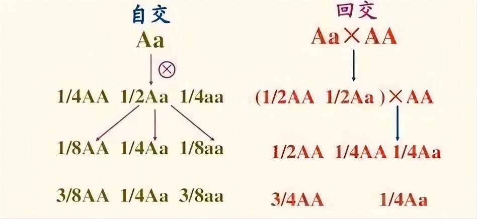 品种越纯越好？人类禁止*亲近**繁殖，为什么却要让狗“回交”？