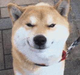 狗狗把你当“亲妈”，会有这7个行为！别不懂