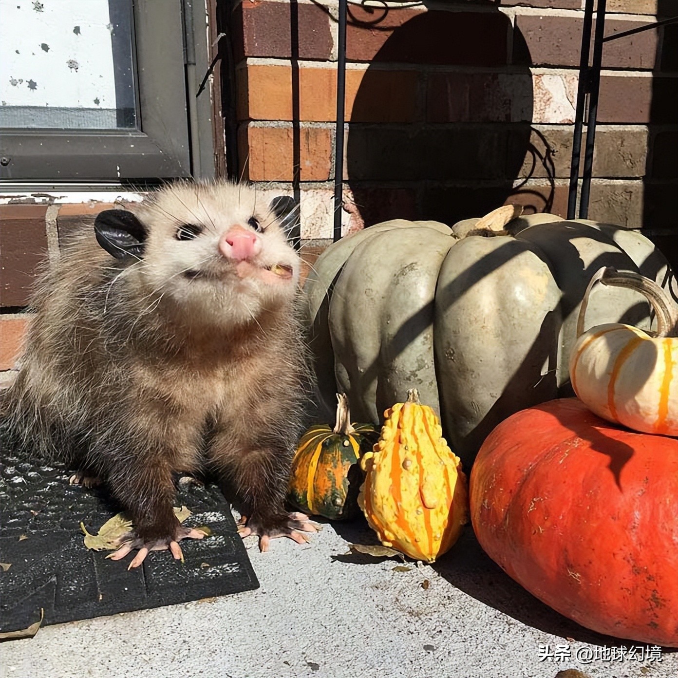 十大深海神秘巨型生物图片,天空拍到的像水母生物图