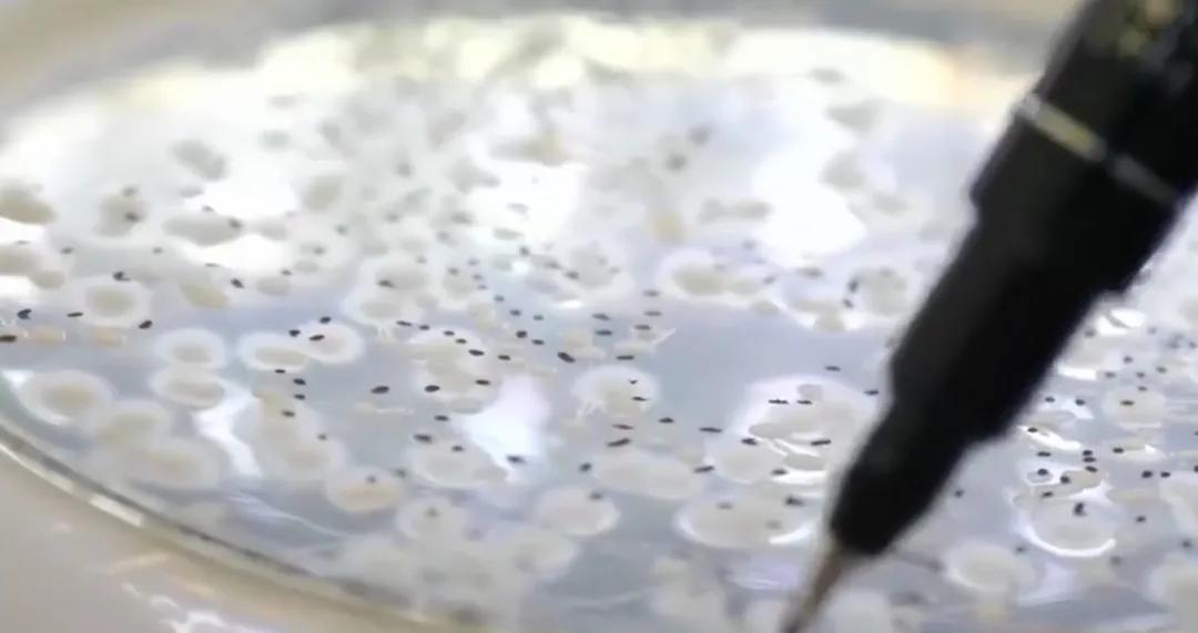 一分钟带你了解对虾肝肠孢虫,对虾肝肠孢虫苗期能看出来吗