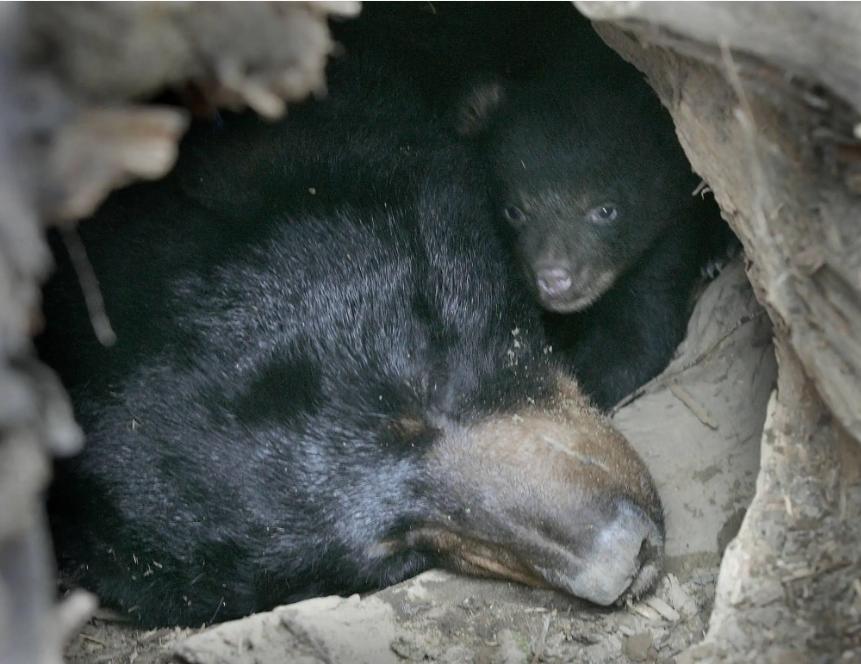 熊出没鸡西,黑龙江鸡西野生动物出没