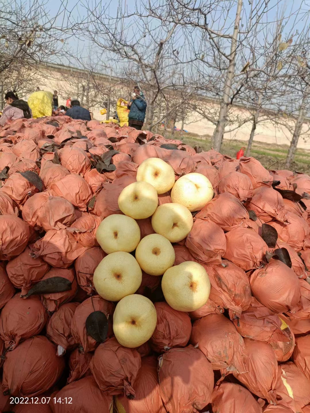 春节期间最热门的生意,春节前最赚钱的生意有哪些