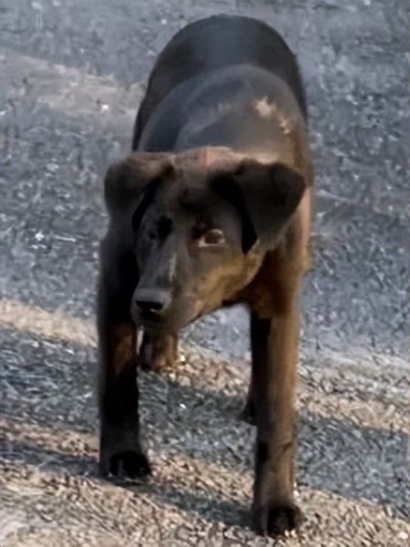 金毛误入地铁站后续,金毛闯地铁