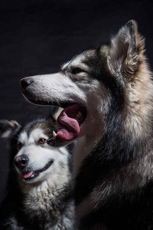 宠物去世后感慨的句子,宠物去世是什么感受