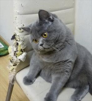 想养猫如何克服对猫的恐惧,养了猫之后越来越讨厌猫