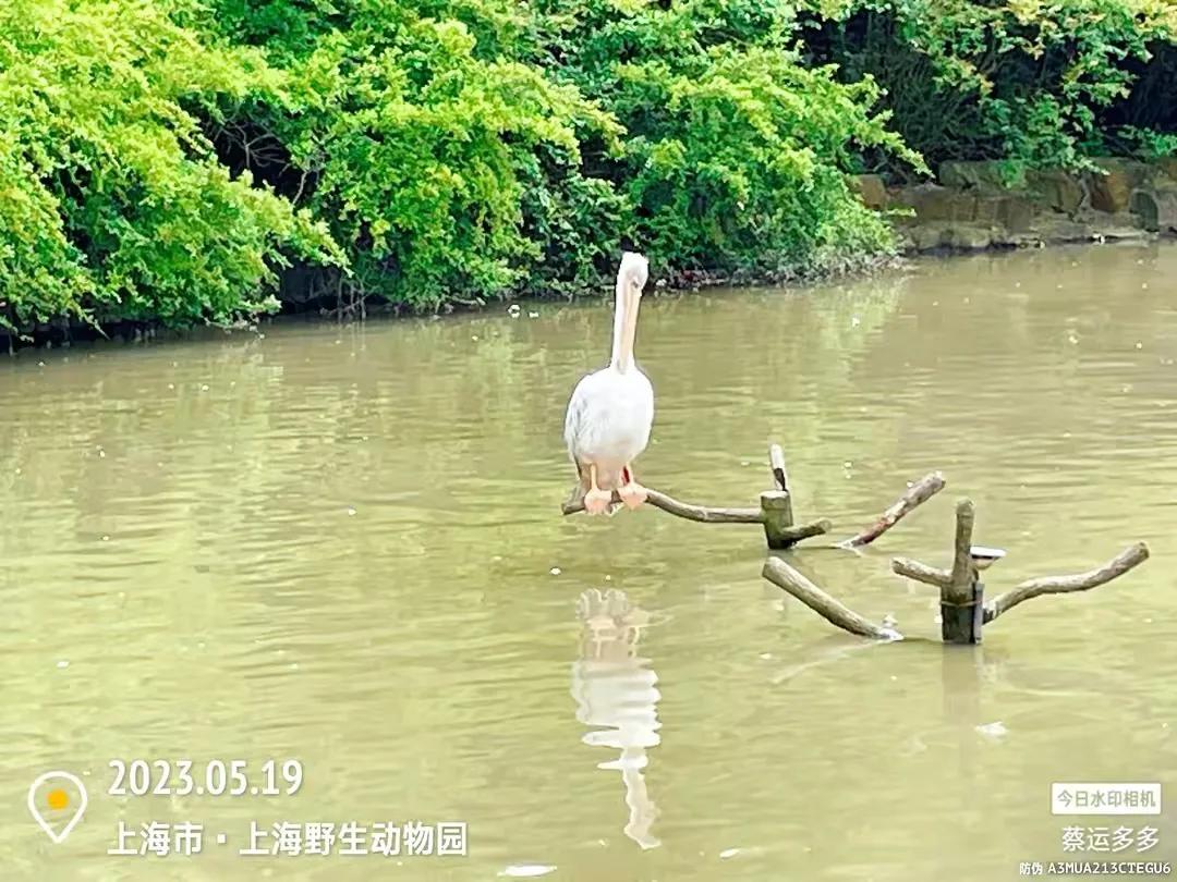 中国最大的野生动物园是哪个城市,中国最大野生动物园