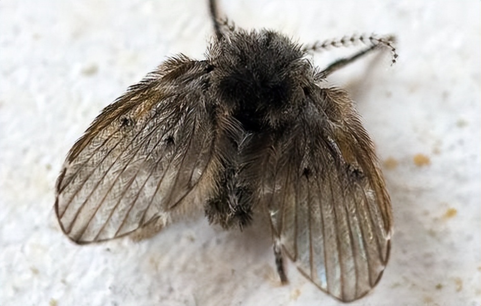 家里有小飞虫怎么知道是什么种类,家里出现很多小飞虫是什么样的