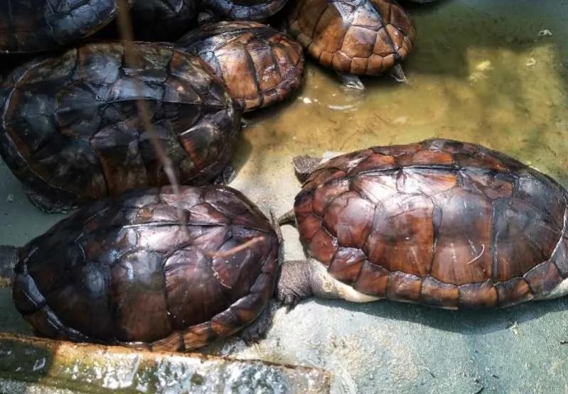 石金钱龟的风光史,涤荡起伏解释