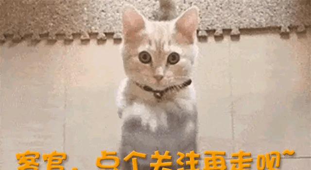 香港嘉顿抗日小饼干,嘉顿饼干的故事