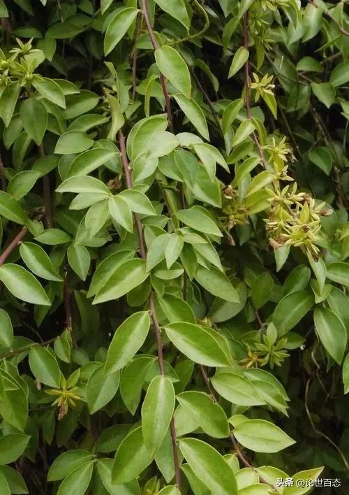 仙人掌从幼苗长到巨大仙人掌过程,仙人掌科生长范围