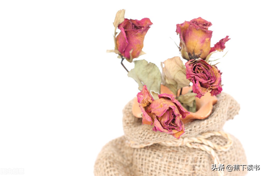 岁月不停往前走歌名,玫瑰花瓣一片一片飘落在眼前