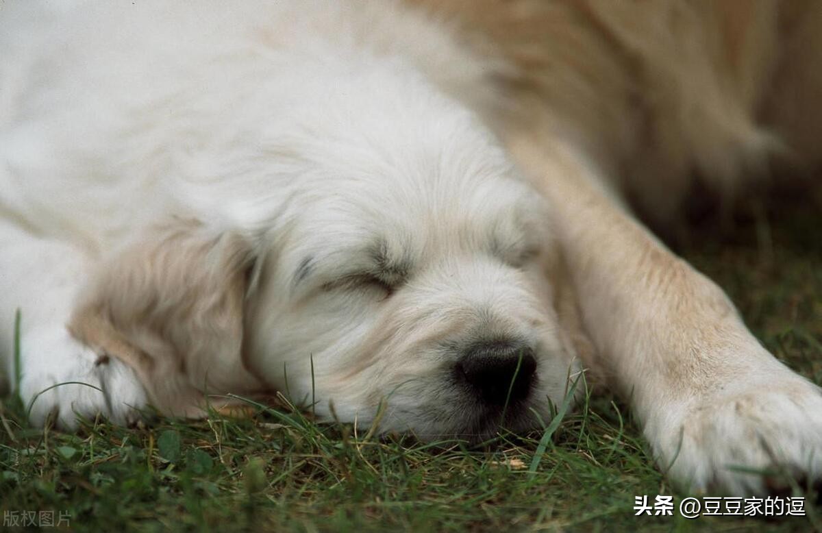 金毛累瘫呕吐起不来怎么办,金毛生病恢复后怎么引导吃食