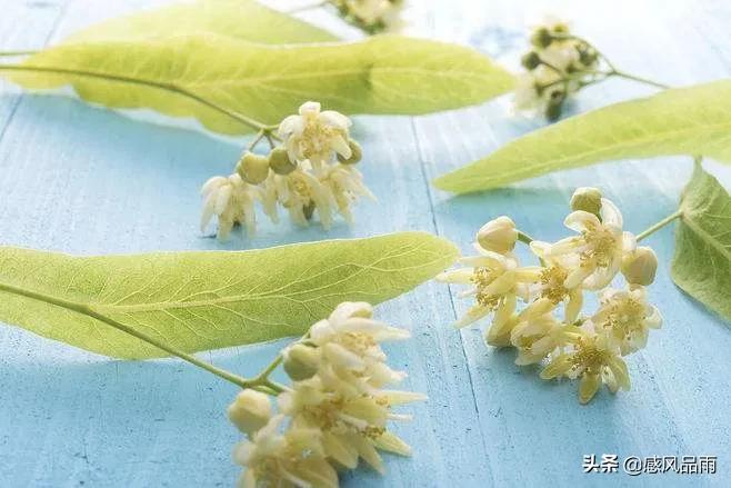 九十九朵美丽的国花送给你