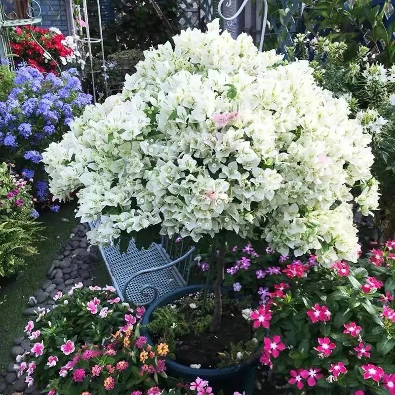 30种适合懒人养的花三角梅耐寒吗,三角梅养花技巧及知识大全详解