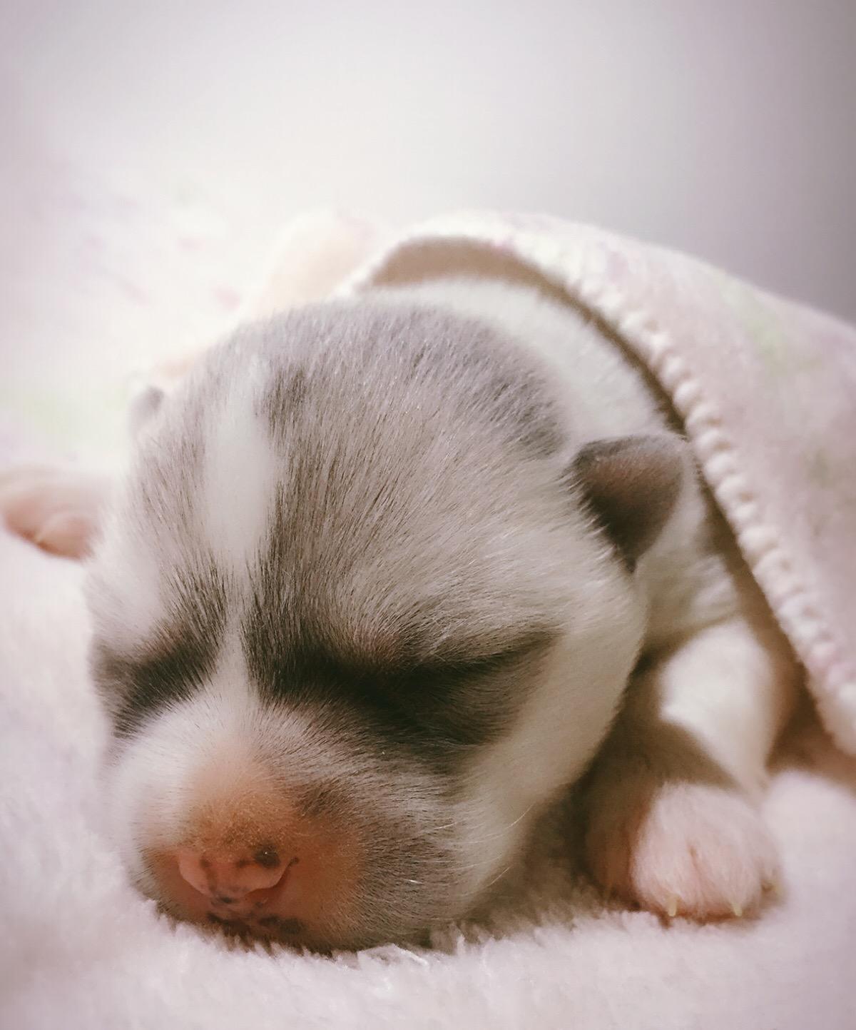 幼犬1-3个月怎么喂养土狗,如何快速成为幼犬的铲屎官