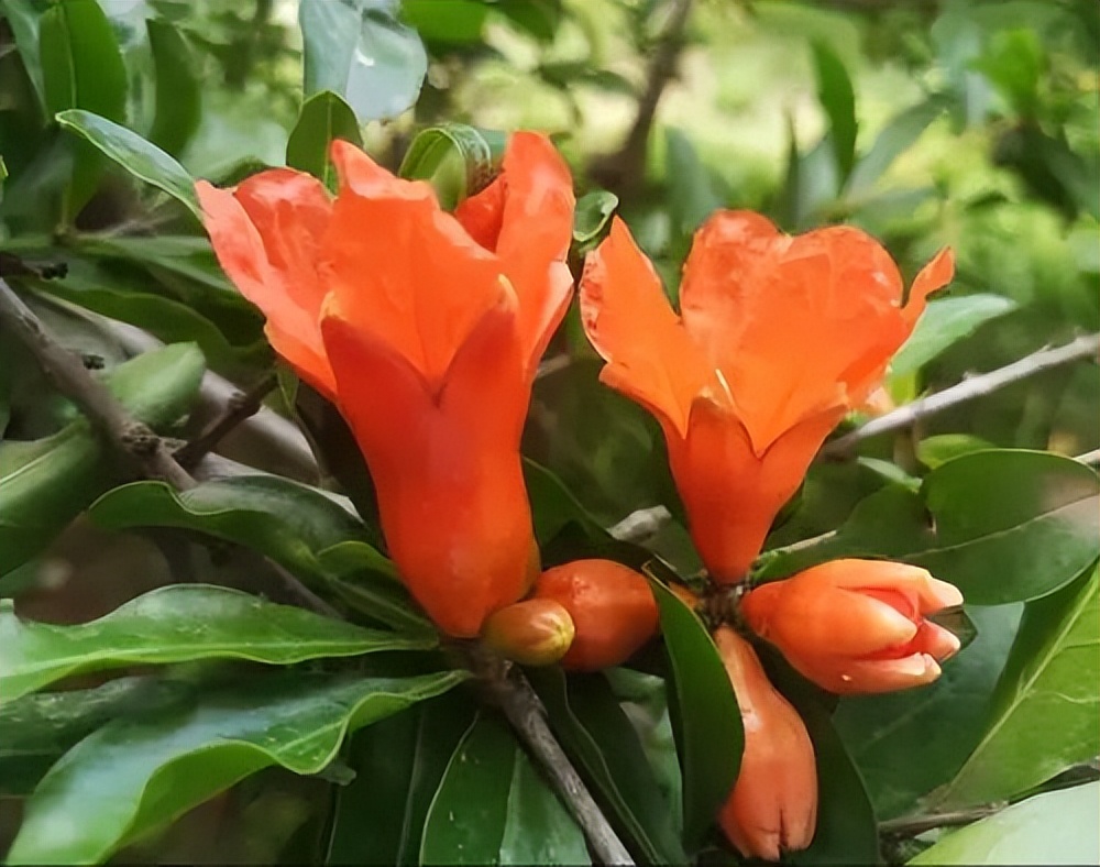 冷知识男士吃菠萝和石榴,冷知识女人吃石榴