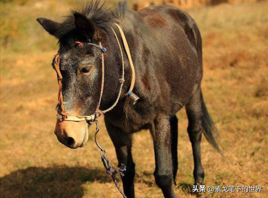 婆罗洲神秘杂交猴,婆罗洲惊现杂交神秘猴