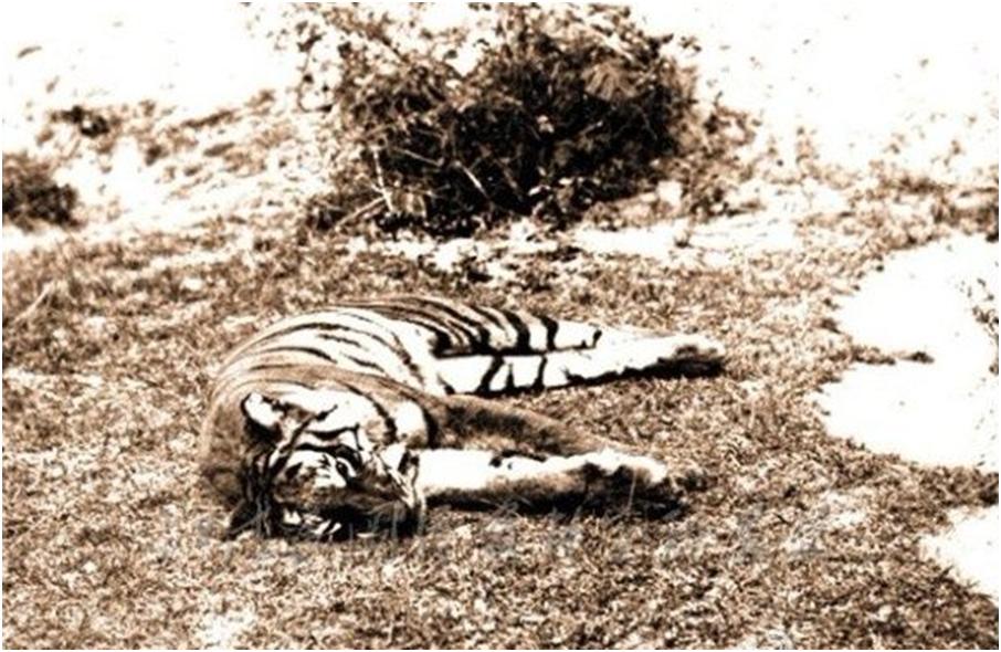 打虎人贺业武的一生