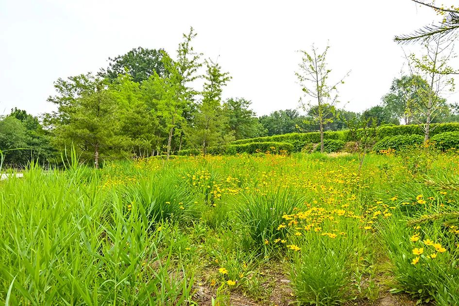 北京免费景美公园大全,北京这个公园也很美